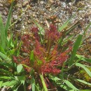 Drosera intermedia HayneDrosera intermedia Hayne