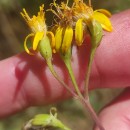 Senecio bayonnensis Boiss.Senecio bayonnensis Boiss.