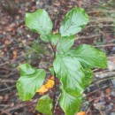 Frangula alnus Mill.Frangula alnus Mill.