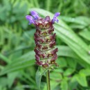 Prunella vulgaris L.Prunella vulgaris L.