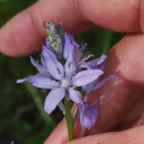 Hyacinthoides paivae S.Ortiz & Rodr.OubiñaHyacinthoides paivae S.Ortiz & Rodr.Oubiña