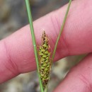Carex binervis Sm.Carex binervis Sm.