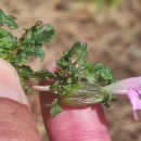 Pedicularis sylvatica L. subsp. sylvaticaPedicularis sylvatica L. subsp. sylvatica
