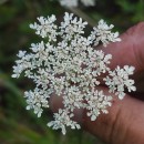 Daucus carota  L.Daucus carota  L.