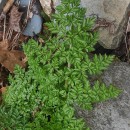 Oenanthe crocata L.Oenanthe crocata L.