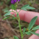 Medicago sativa L.Medicago sativa L.