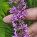 Lythrum salicaria L.Lythrum salicaria L.
