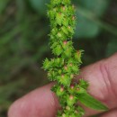 Rumex obtusifolius L.Rumex obtusifolius L.