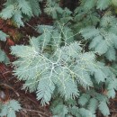 Acacia dealbata LinkAcacia dealbata Link