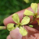 Raphanus raphanistrum L.Raphanus raphanistrum L.