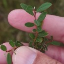 Salix repens L. subsp. repensSalix repens L. subsp. repens