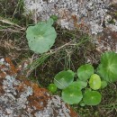 Umbilicus rupestris (Salisb.) DandyUmbilicus rupestris (Salisb.) Dandy