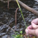 Carex pendula Huds.Carex pendula Huds.