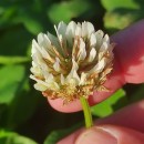 Trifolium repens L.Trifolium repens L.