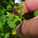 Veronica persica Poir.Veronica persica Poir.