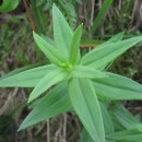 Linaria triornithophora (L.) Willd.Linaria triornithophora (L.) Willd.