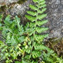 Asplenium obovatum Viv. subsp. billotii (F.W.Schultz) O.Bolòs, Vigo, Masalles & NinotAsplenium obovatum Viv. subsp. billotii (F.W.Schultz) O.Bolòs, Vigo, Masalles & Ninot