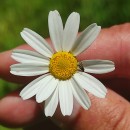 Anthemis arvensis L. subsp. arvensisAnthemis arvensis L. subsp. arvensis