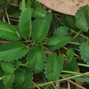 Sanguisorba officinalis L.Sanguisorba officinalis L.