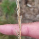 Gaudinia fragilis (L.) Beauv.Gaudinia fragilis (L.) Beauv.
