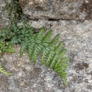Asplenium obovatum Viv. subsp. billotii (F.W.Schultz) O.Bolòs, Vigo, Masalles & NinotAsplenium obovatum Viv. subsp. billotii (F.W.Schultz) O.Bolòs, Vigo, Masalles & Ninot