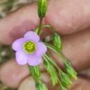 Oxalis latifolia KunthOxalis latifolia Kunth