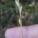 Danthonia decumbens (L.) DC.Danthonia decumbens (L.) DC.