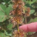 Galeopsis tetrahit L.Galeopsis tetrahit L.