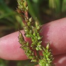 Echinochloa crus-galli (L.) Beauv.Echinochloa crus-galli (L.) Beauv.