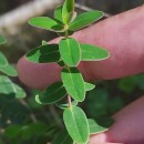 Hypericum pulchrum L.Hypericum pulchrum L.