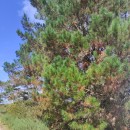 Pinus radiata D. DonPinus radiata D. Don