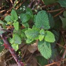 Teucrium scorodonia L.Teucrium scorodonia L.