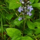 Ajuga reptans L.Ajuga reptans L.
