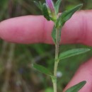 Glandora prostrata (Loisel.) D.C.ThomasGlandora prostrata (Loisel.) D.C.Thomas