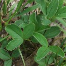 Potentilla montana Brot.Potentilla montana Brot.