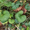 Viola palustris L.Viola palustris L.