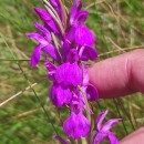Dactylorhiza elata (Poir.) SoóDactylorhiza elata (Poir.) Soó