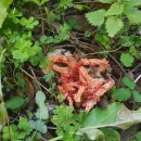 Clathrus ruber P. Micheli ex Pers. 1801Clathrus ruber P. Micheli ex Pers. 1801