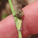 Trifolium pratense L.Trifolium pratense L.