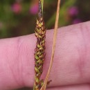 Carex binervis Sm.Carex binervis Sm.