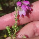 Erica tetralix L.Erica tetralix L.