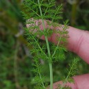 Foeniculum vulgare Mill.Foeniculum vulgare Mill.