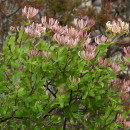 Lonicera etrusca G. SantiLonicera etrusca G. Santi