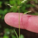 Poa infirma KunthPoa infirma Kunth