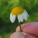 Chamaemelum nobile (L.) All.Chamaemelum nobile (L.) All.