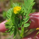 Ornithopus compressus L.Ornithopus compressus L.