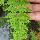 Cystopteris diaphana (Bory) BlasdellCystopteris diaphana (Bory) Blasdell