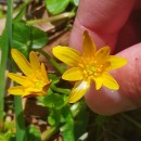 Ficaria verna Huds.Ficaria verna Huds.