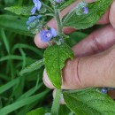Pentaglottis sempervirens (L.) Tausch ex L.H. BaileyPentaglottis sempervirens (L.) Tausch ex L.H. Bailey