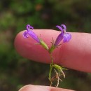 Lobelia urens L.Lobelia urens L.